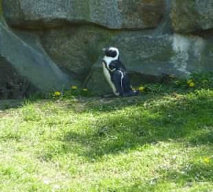 Brillenpinguin