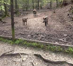 Walderlebnisweg Rottenburg