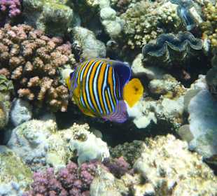 Pfauenaugen-Kaiserfisch