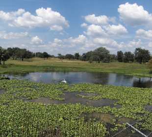 Parksafari - riesen Freilaufgehege