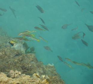 Fische am Bootssteg  vom Palm Beach Resort