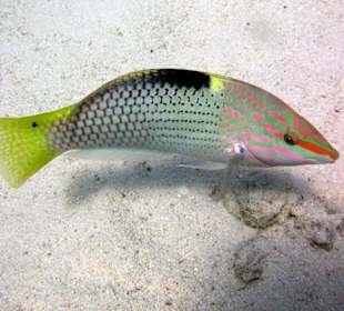 Unterwasserschönheit