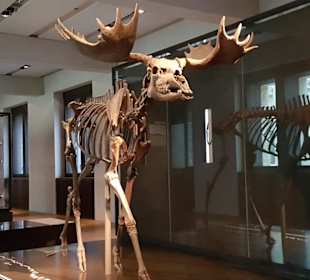 Diverse Ausstellungsstücke