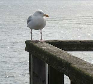 Strandwächter