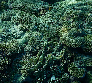 Schnorcheln Nabq Bay
