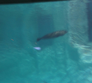 Aquarium / Oceanongrafic