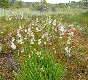 Shoreline Bog Trail