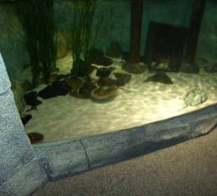 Sea Life Center