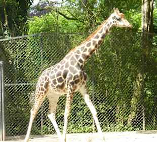 Giraffen auf der Suche nach Futter