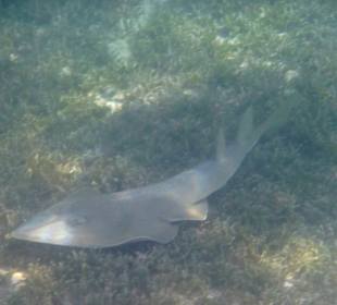 Rundkopfgeigenrochen