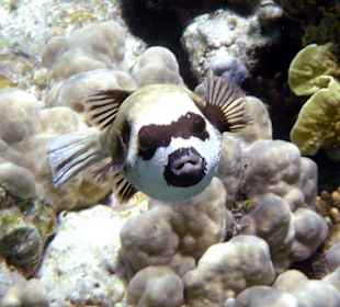 Kugelfisch am Hausriff