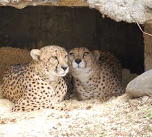 Washington Zoo