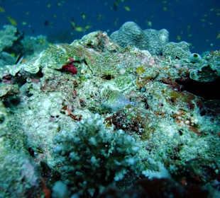 Tauchplatz "Madivaru Corner"