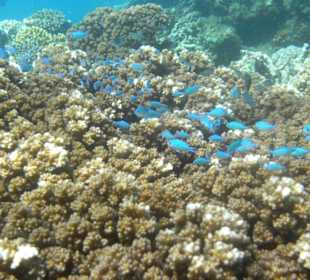 Среди мягких кораллов Фиджи.