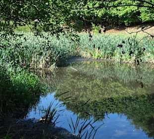 Das Wasserbiotop im Arboretum