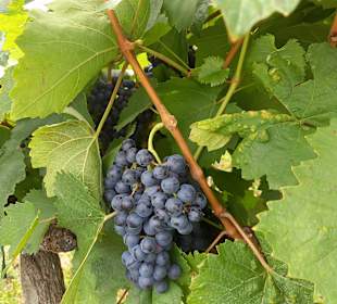 Wandern Mörbisch am See