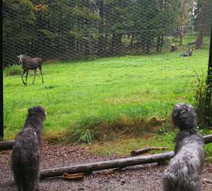 Nationalpark Bayerischer Wald
