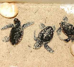 Schildkrötenstation Manu Juan Saona