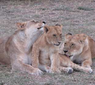 Löwenliebe / Masai Mara