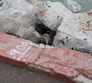 Waschbär amm Pier