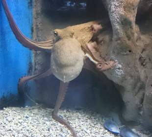 Octopus