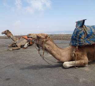 Warten auf Kundschaft, keine Touristen