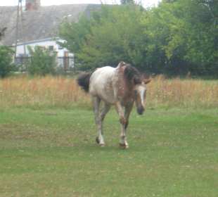 Park przy Pałacu w Nieborowie