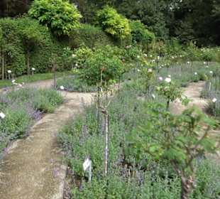 Rosengarten auf der Roseninsel