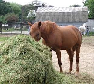 Pferd