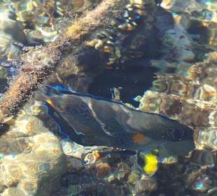 Ohne Schnorcheln sieht man auch Fische