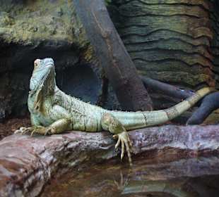 Zwierzęta w ZOO
