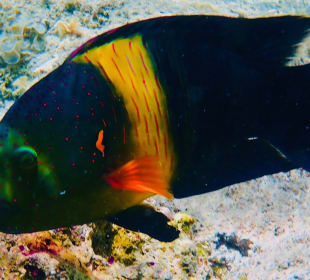 Schnorcheln Coraya Bay Marsa Alam 