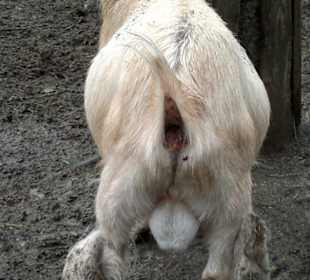 Zoo Olomouc