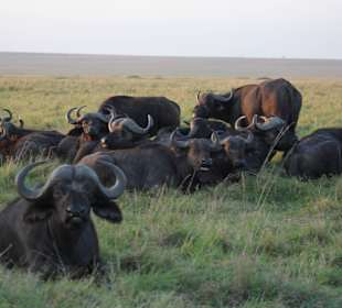 Die Büffel sind los