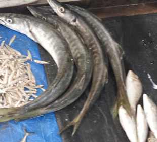Fischmarkt Trincomalee