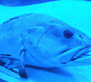 Old Town Aquarium, Rhodos