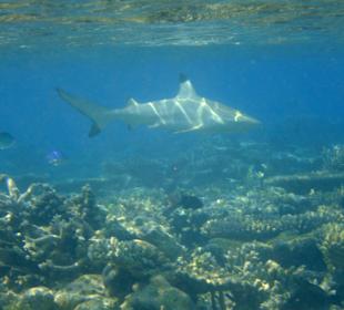 Schwarzspitzen-Riffhai