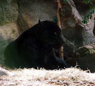 Black Panther im LoroPark