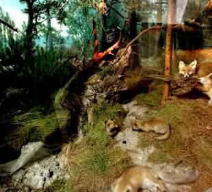 Diorama einer Fuchsfamilie im Harz