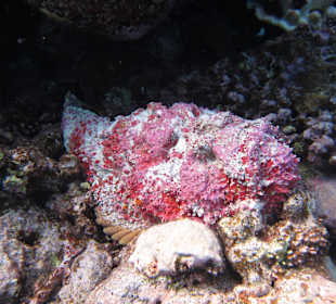 Shaab Marsa Alam
