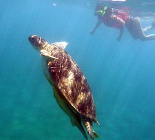 Pływanie z żółwiami! 