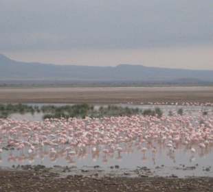 Flamingos