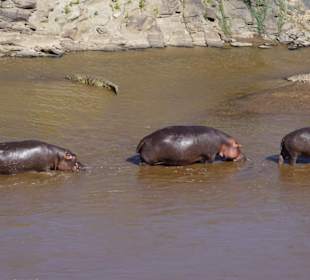 Masai Mara - Nilpferde und Kroko im Mara River