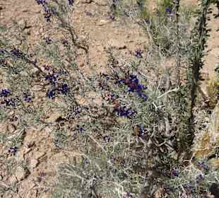 Flug zum Grand Canyon