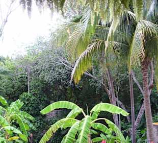 Garten bei der Cenote