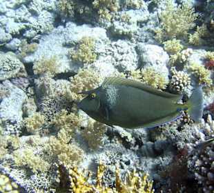 Nurkowanie w Sharm el Sheikh - podwodne życie