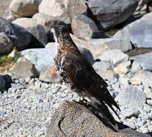 Orzeł pod Fitz Royem