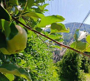 Obstgarten