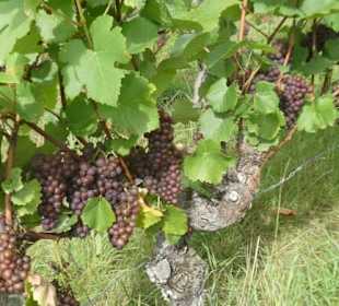 Unterwegs in den Weinbergen von Ramsthal
