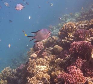 Unterwasserwelt am Riff